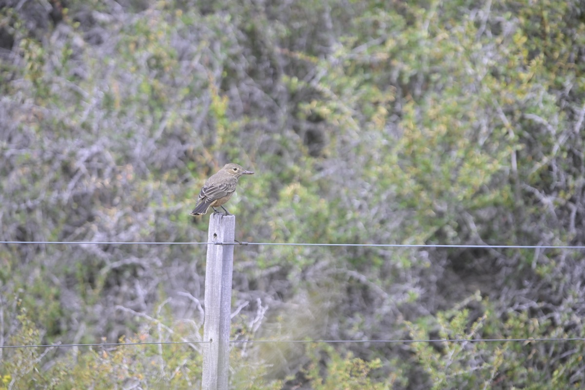 A photo reviewed in KeeperHawk